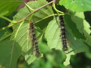 Gypsy Moth Larvae - Forest Health Monitoring Program, MNRF (2019) - Click to enlarge the image