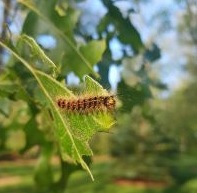 Gypsy Moth Caterpillar