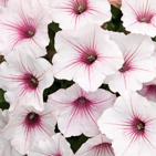 Supertunia Vista Silverberry