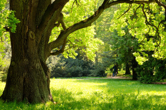 Native Trees