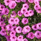 Supertunia Mini Vista Hot Pink