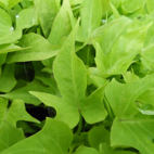 Sweet Potato Vine - Lime Green